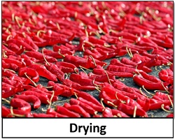 Drying food preservation