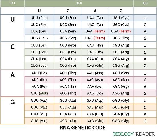 RNA genetic code