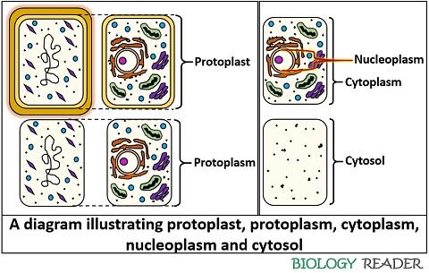 diagram illustrating protoplast, protoplasm, cytoplasm, nucleoplasm and cytosol