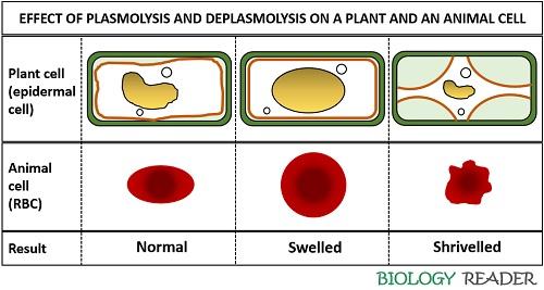 effect of plasmolysis and deplasmolysis