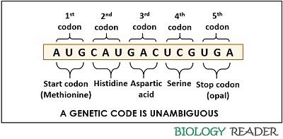 genetic codons are unambiguous