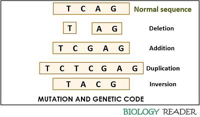 mutation and genetic code