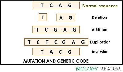 What are Genetic Codons? Definition, Key Terms, Chart & Properties ...
