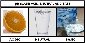 pH scale acid, base and neutral