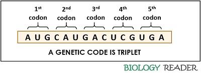 What are Genetic Codons? Definition, Key Terms, Chart & Properties ...