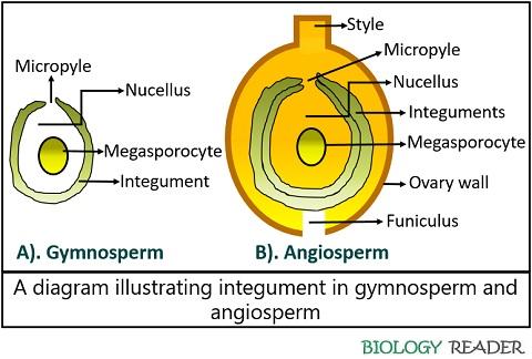 Integument in gymnosperm and angiosperm