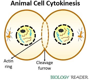 Difference Between Plant and Animal Cytokinesis (with Comparison Chart) -  Biology Reader