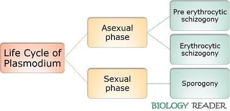 life cycle of Plasmodium