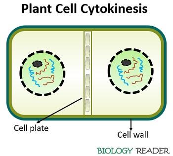Difference Between Plant And Animal Cytokinesis With Comparison Chart Biology Reader