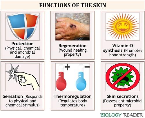 Functions of the skin