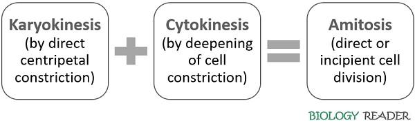 events in amitosis