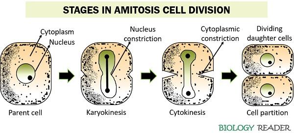 Amitosis Cell Division - Meaning, Examples & Mechanism - Biology Reader