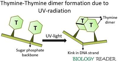 Thymine-thymine dimer