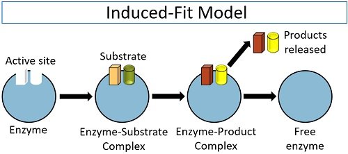 induced fit model