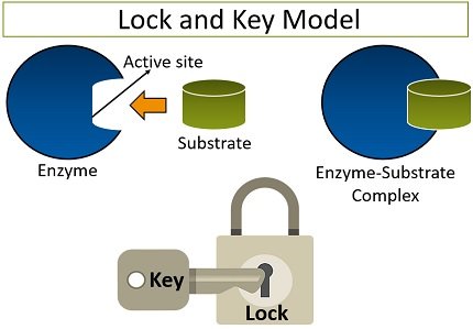 lock and key model