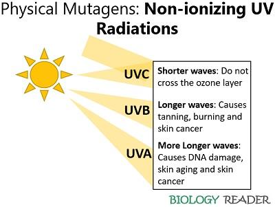 physical mutagens (non-ionizing uv radiations)