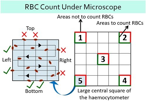 RBC count under microscope