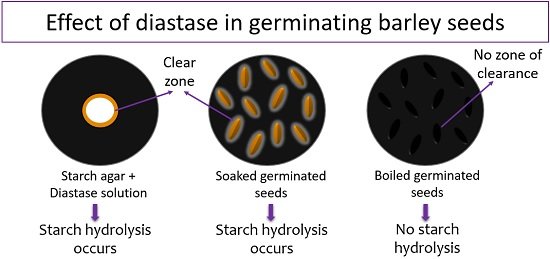 diastase activity in germinating barley seeds