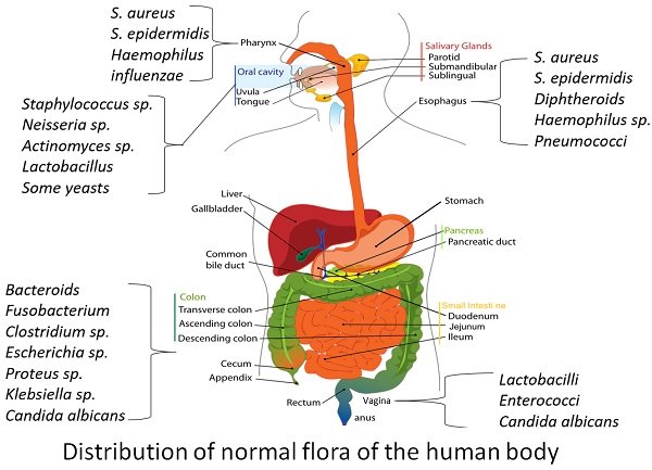 distribution of normal flora of human body