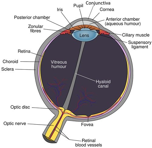 human eye