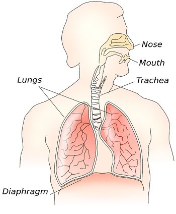 human respiratory tract