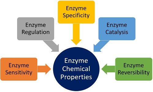 enzyme chemical properties