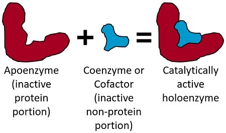 holoenzyme