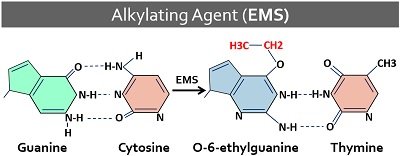 alkylating agent mutation