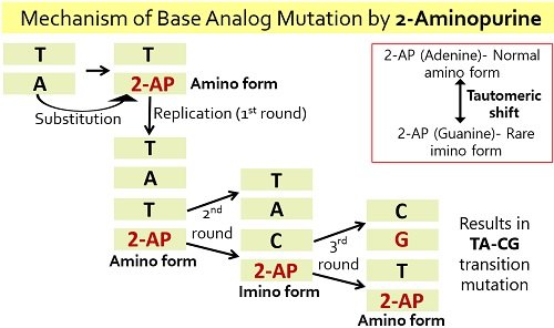 base analog mutation by 2-aminopurine