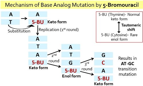 base analog mutation by 5-bromouracil