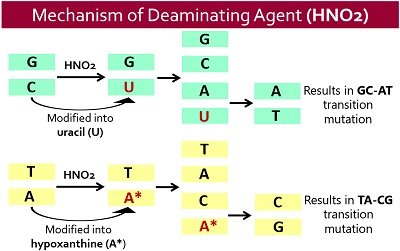 mechanism of deaminating agent