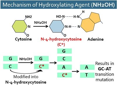 mechanism of hydroxylating agent