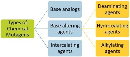 types of chemical mutagens