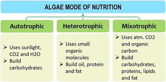 Algae mode of nutrition