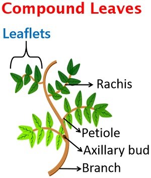 Labelled diagram of a compound leaf