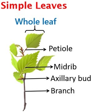 Labelled diagram of a simple leaf