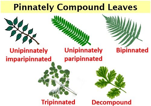 Kinds Of Compound Leaves