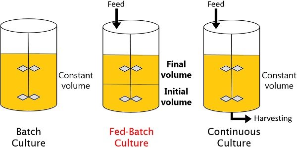 What Is Fed Batch Culture Definition Key Points Approaches 