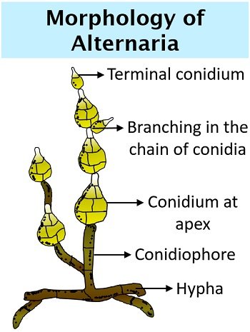 morphology of alternaria