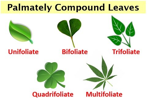 palmately compound leaves