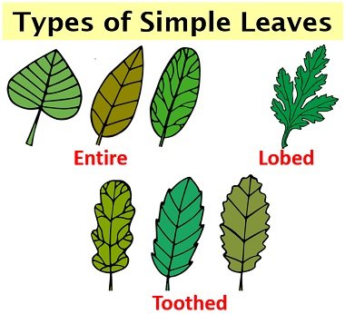 types of simple leaves