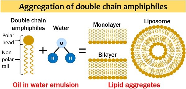 Aggregation of double chain amphiphiles