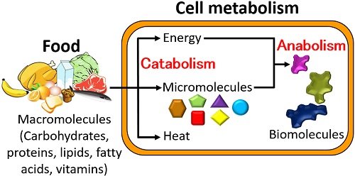 Metabolism