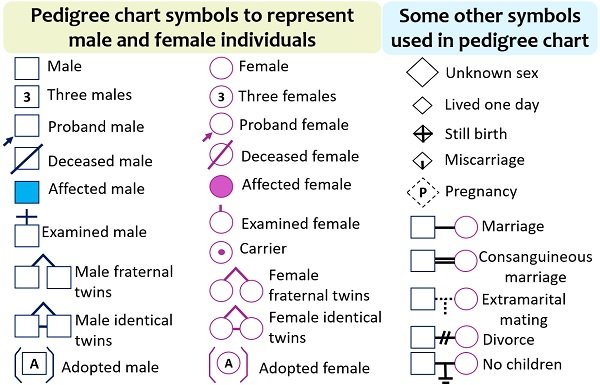 Pedigree chart symbols