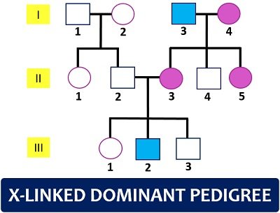 X-linked dominant pedigree