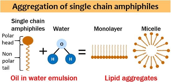 aggregation of single chain amphiphiles