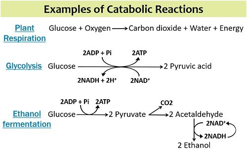 examples of catabolic reactions