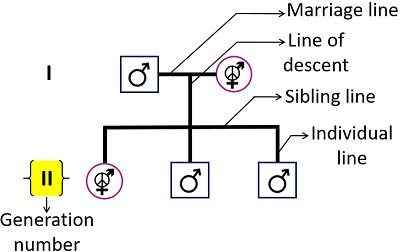 how to read pedigree