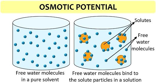 osmotic potential