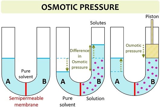 osmotic pressure